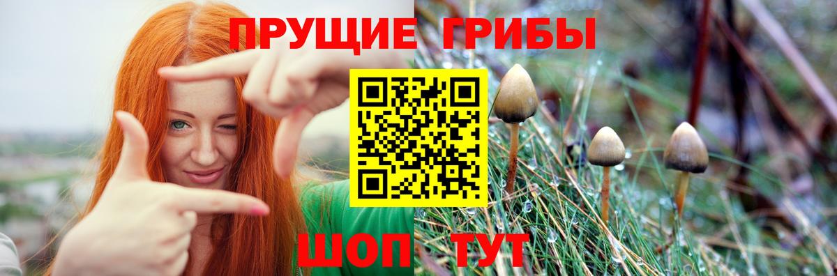 Галлюциногенные грибы Psilocybine cubensis Москва